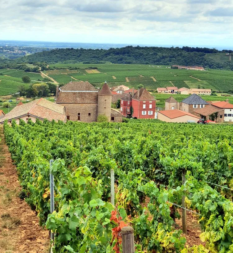 Vignoble de Bourgogne