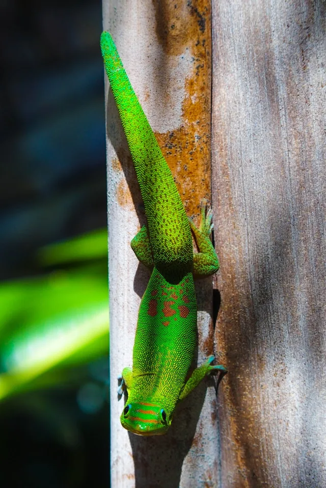 Découvrir la faune de La Réunion
